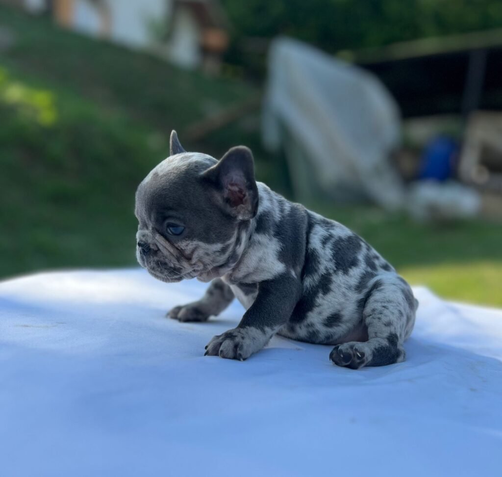 Bulldog Francés blue merle de pelo corto en el jardín