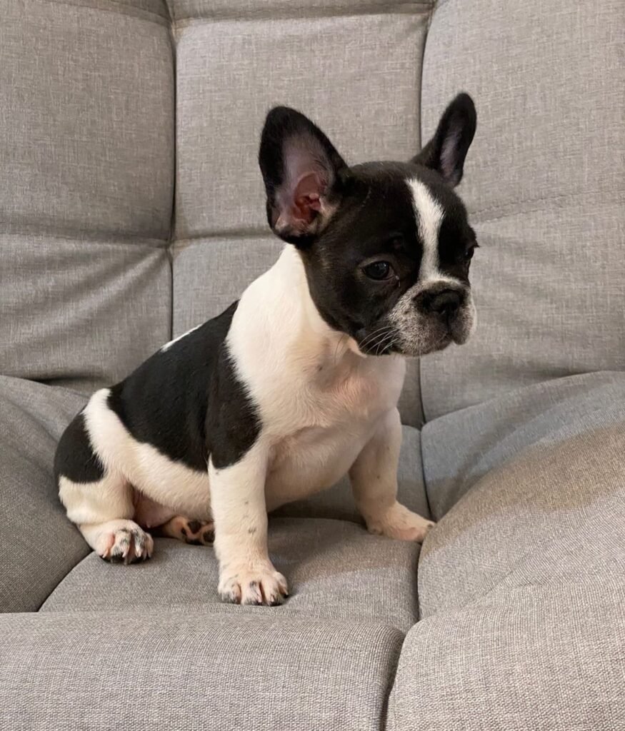 Bulldog Francés pied vaquita de cachorro en un sillón gris