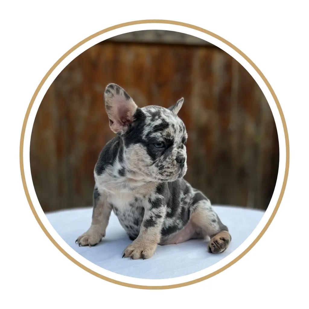 Criadero de perros bulldog frances precio en venta medellin bogota cali pereira colombia mexico panama chile republica dominicana