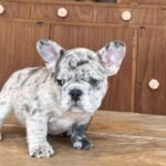 Bulldog Francés Blue Merle