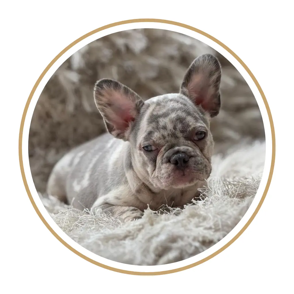 Criadero de perros bulldog frances precio en venta medellin bogota cali pereira colombia mexico panama chile republica dominicana