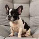 Bulldog Francés Vaquita