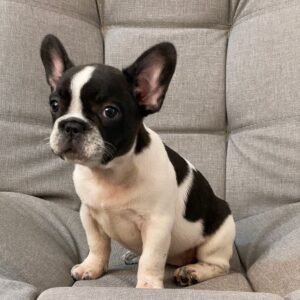 Bulldog Francés Vaquita