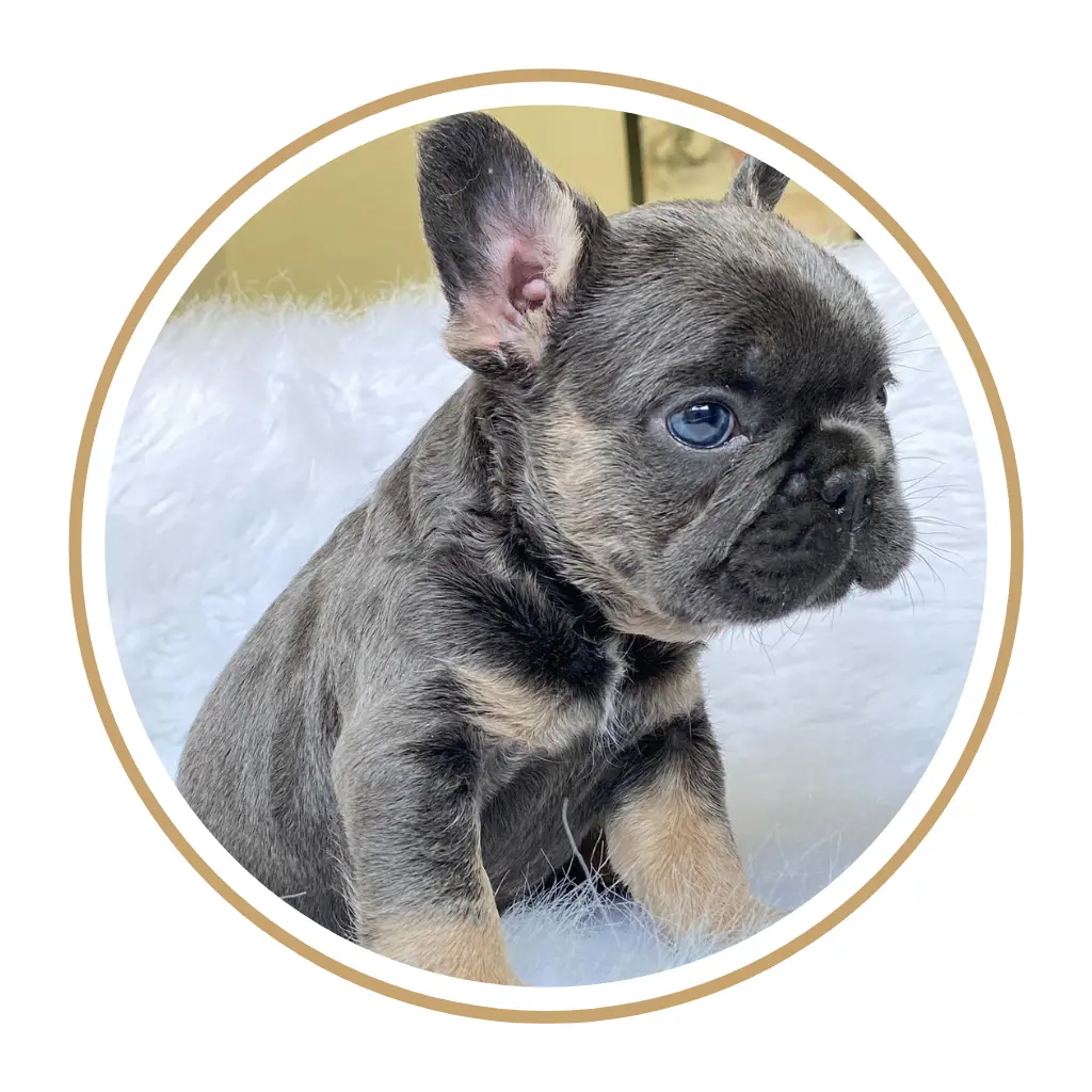 Criadero de perros bulldog frances precio en venta medellin bogota cali pereira colombia mexico panama chile republica dominicana