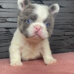 Bulldog Francés Fluffy