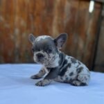 Bulldog Francés Blue Merle