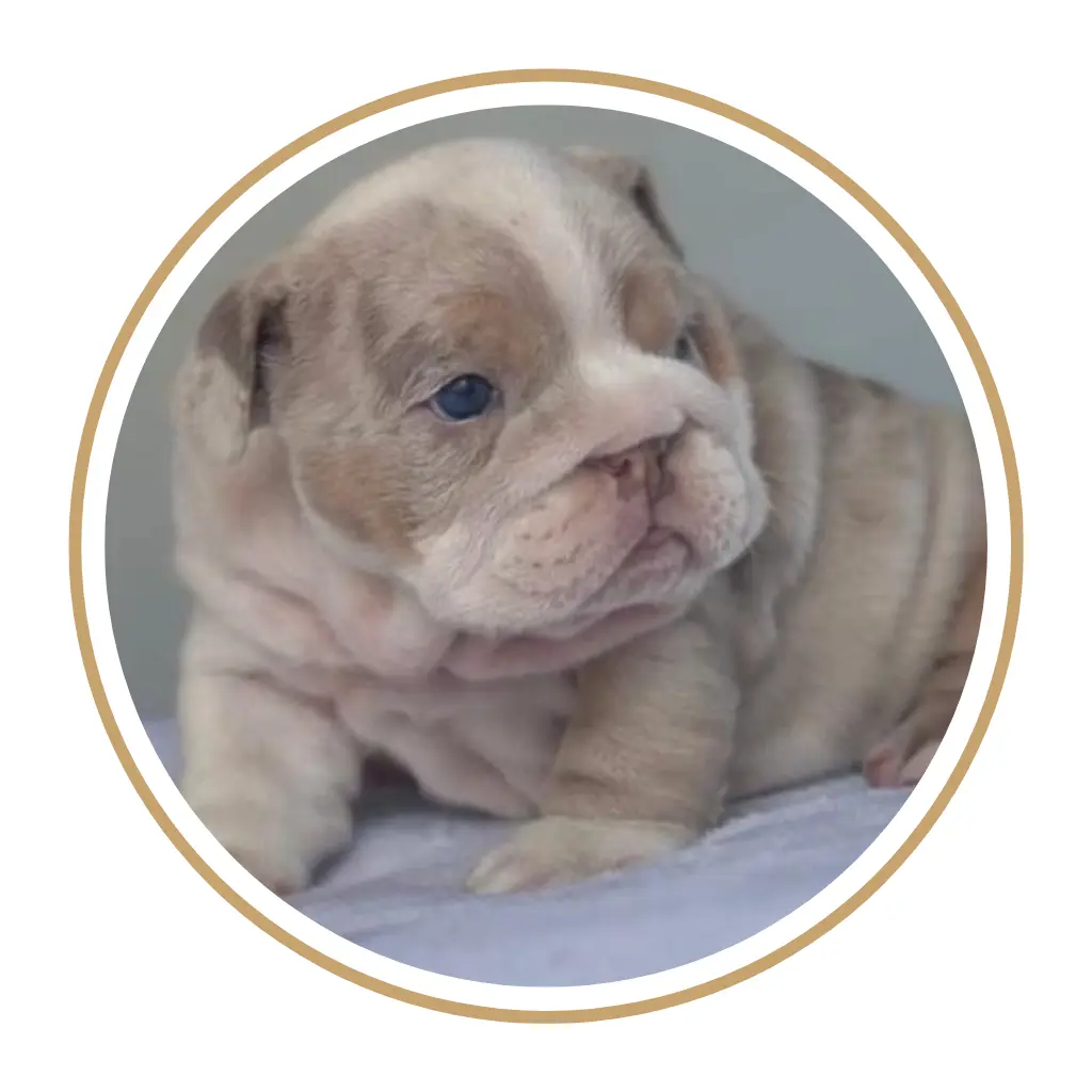 Criadero de perros bulldog Ingles precio en venta medellin bogota cali pereira colombia mexico panama chile republica dominicana