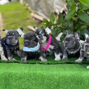 Varios cachorros perros bulldog frances