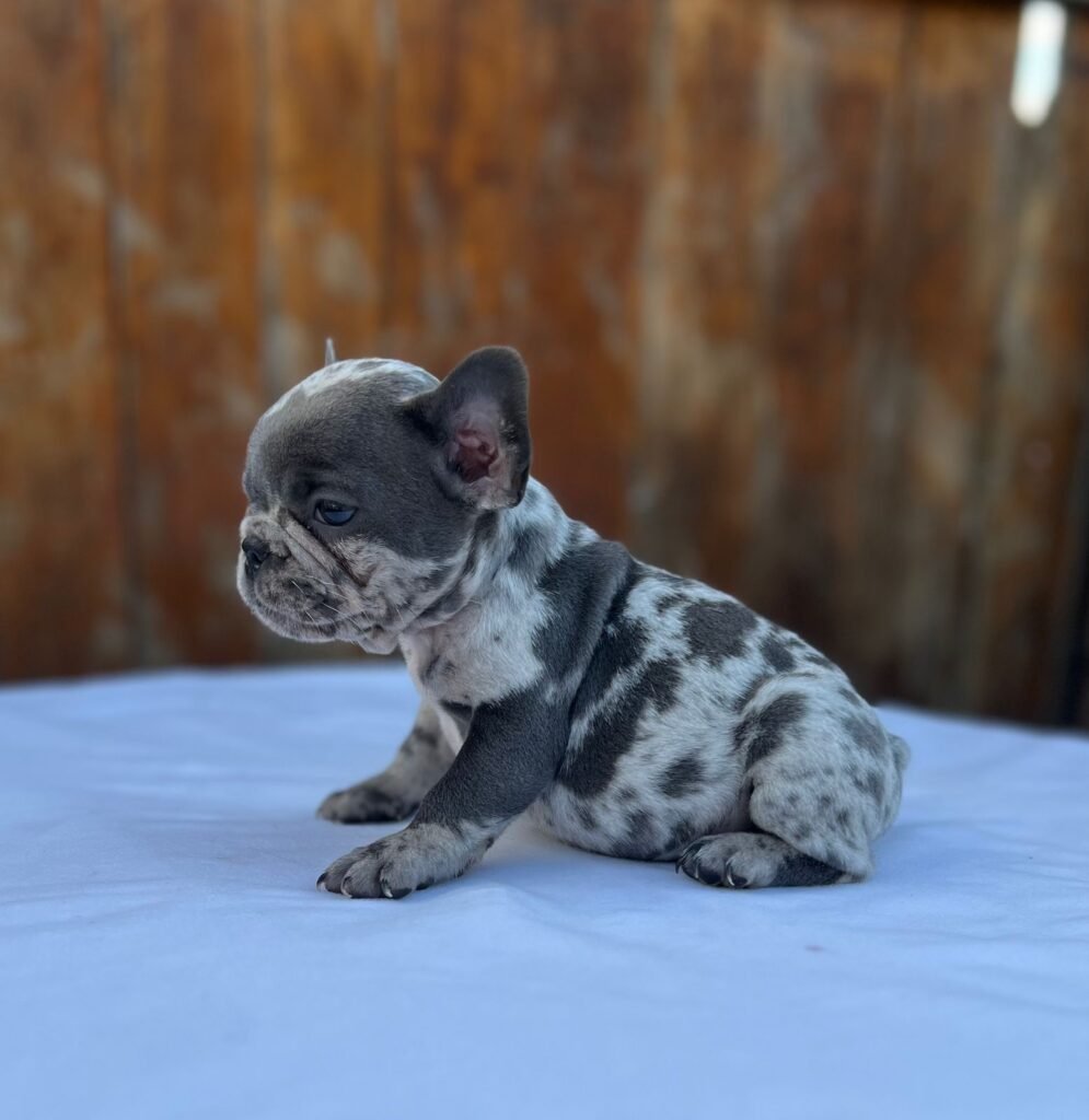 Cachorro Bulldog Francés blue merle sentado