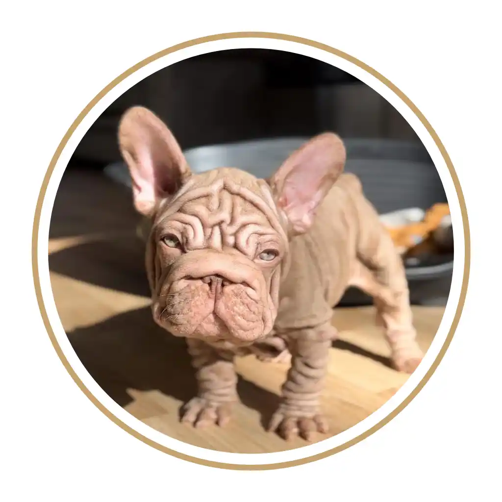 Cachorro Bulldog Frances Big rope Velvet sin pelo pelo corto perro