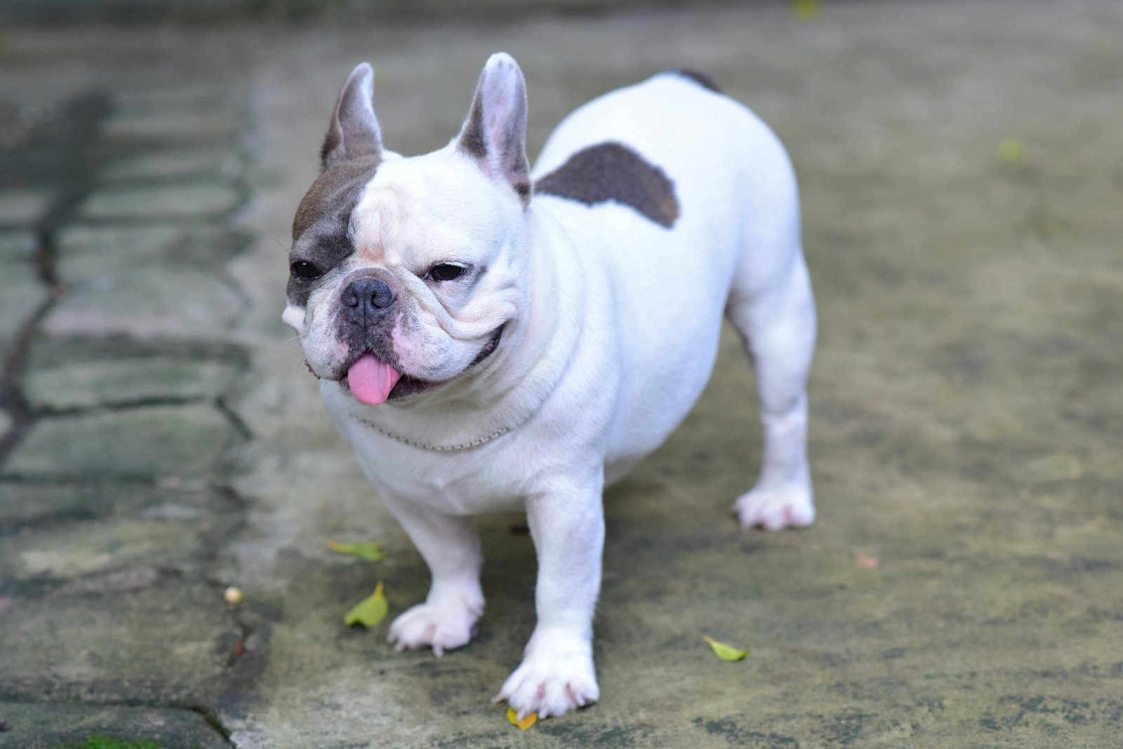 Adorable French Bulldog with tongue out, standing on pavement. Perfect pet portrait.