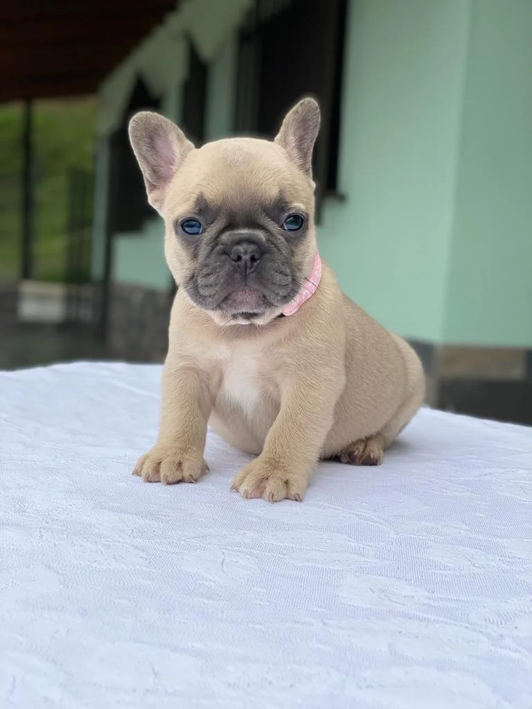 Cachorro Bulldog Francés pelo corto fawn