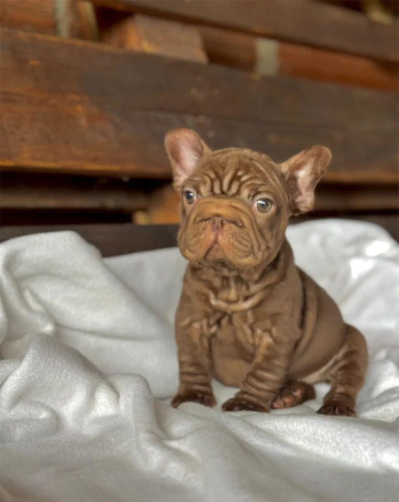 Cachorro Bulldog Francés big rope color chocolate