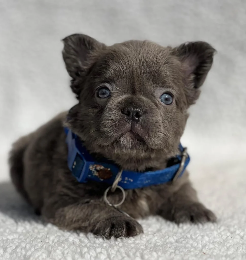 Cachorro Bulldog Francés fluffy color blue solido