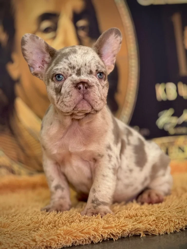 Cachorro Bulldog Francés merle sentado