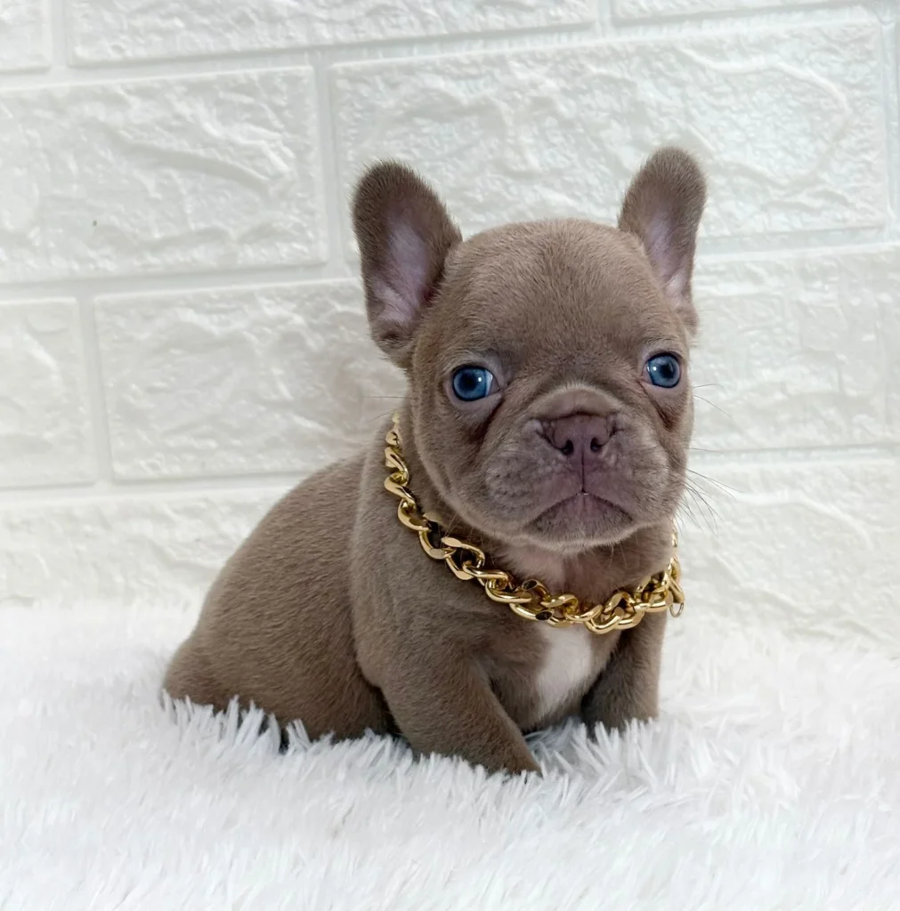 Cachorro Bulldog Francés chocolate con collar dorado