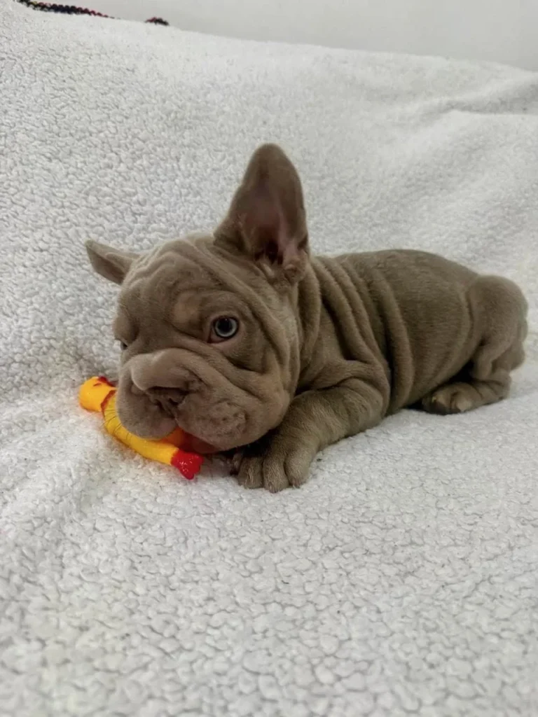 Cachorro Bulldog Francés big rope