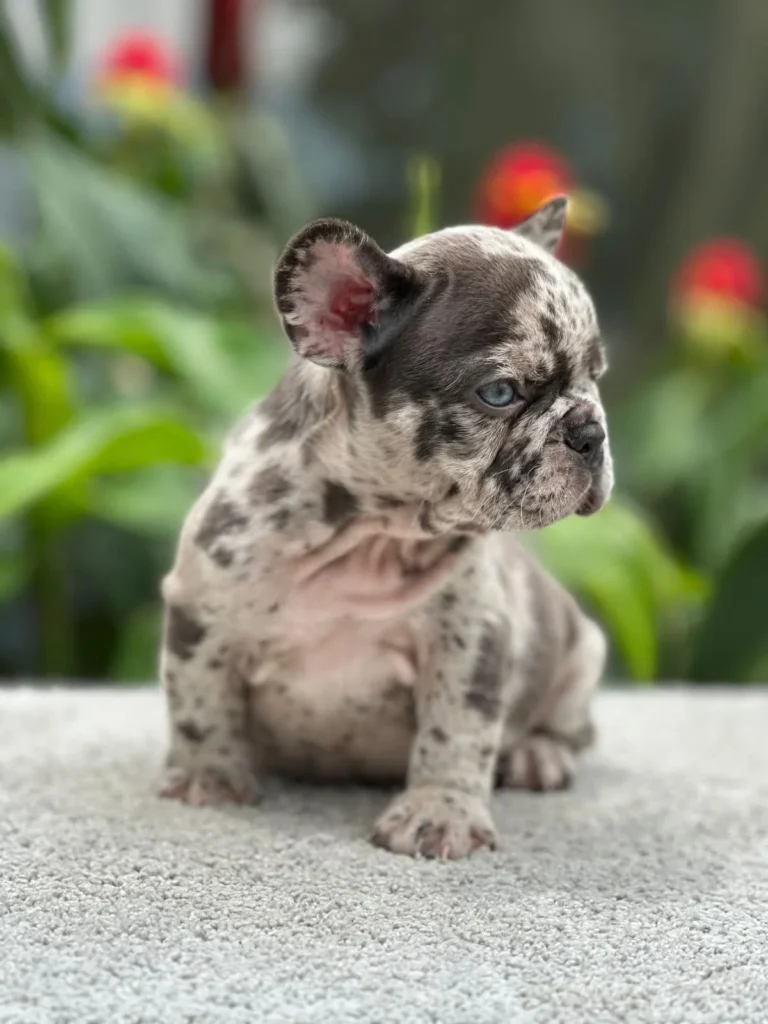 Cachorro Bulldog Francés blue merle entre flores