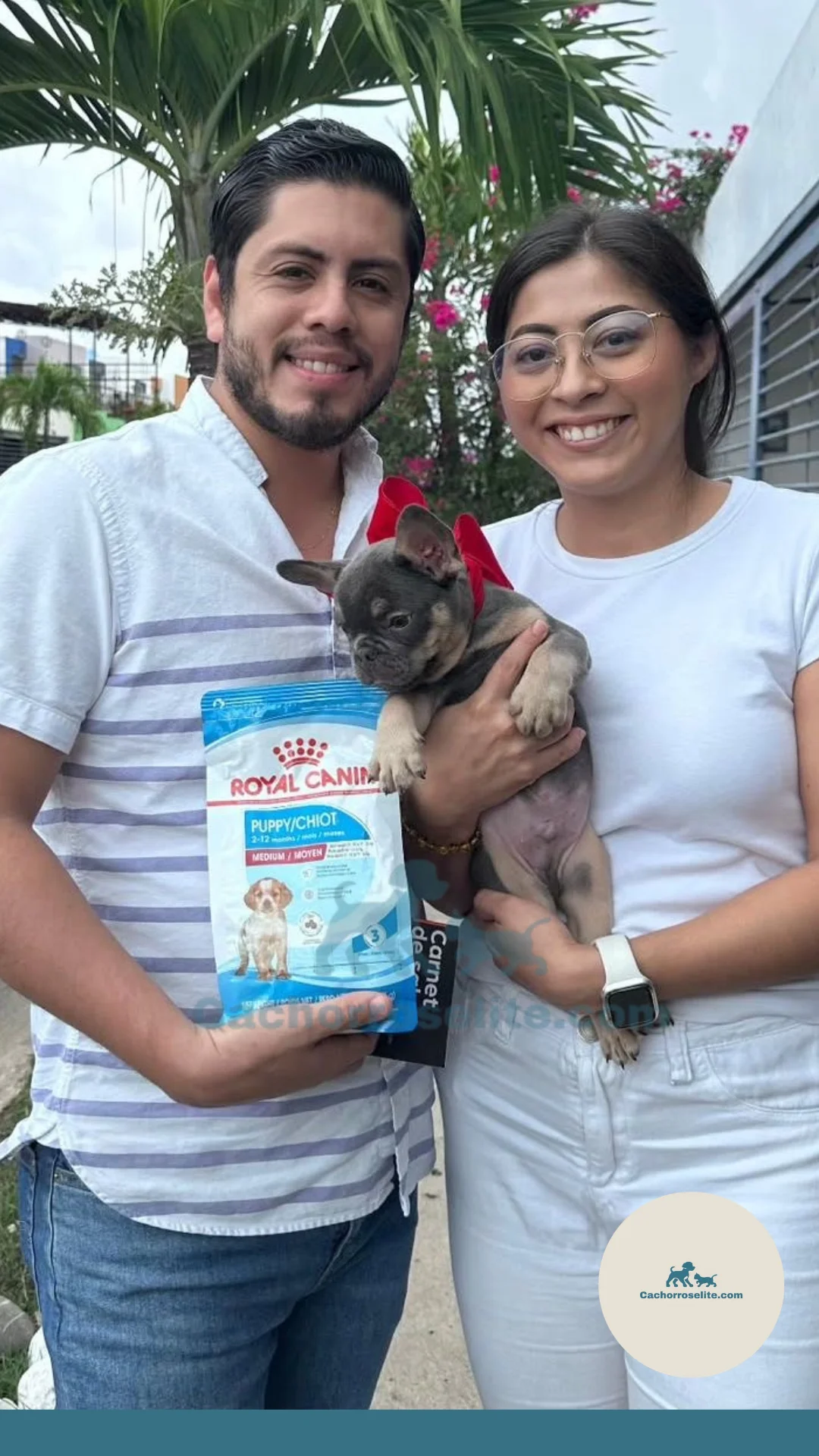 persona feliz con cachorro bulldog frances blue and tan Clientes felices cachorroselite