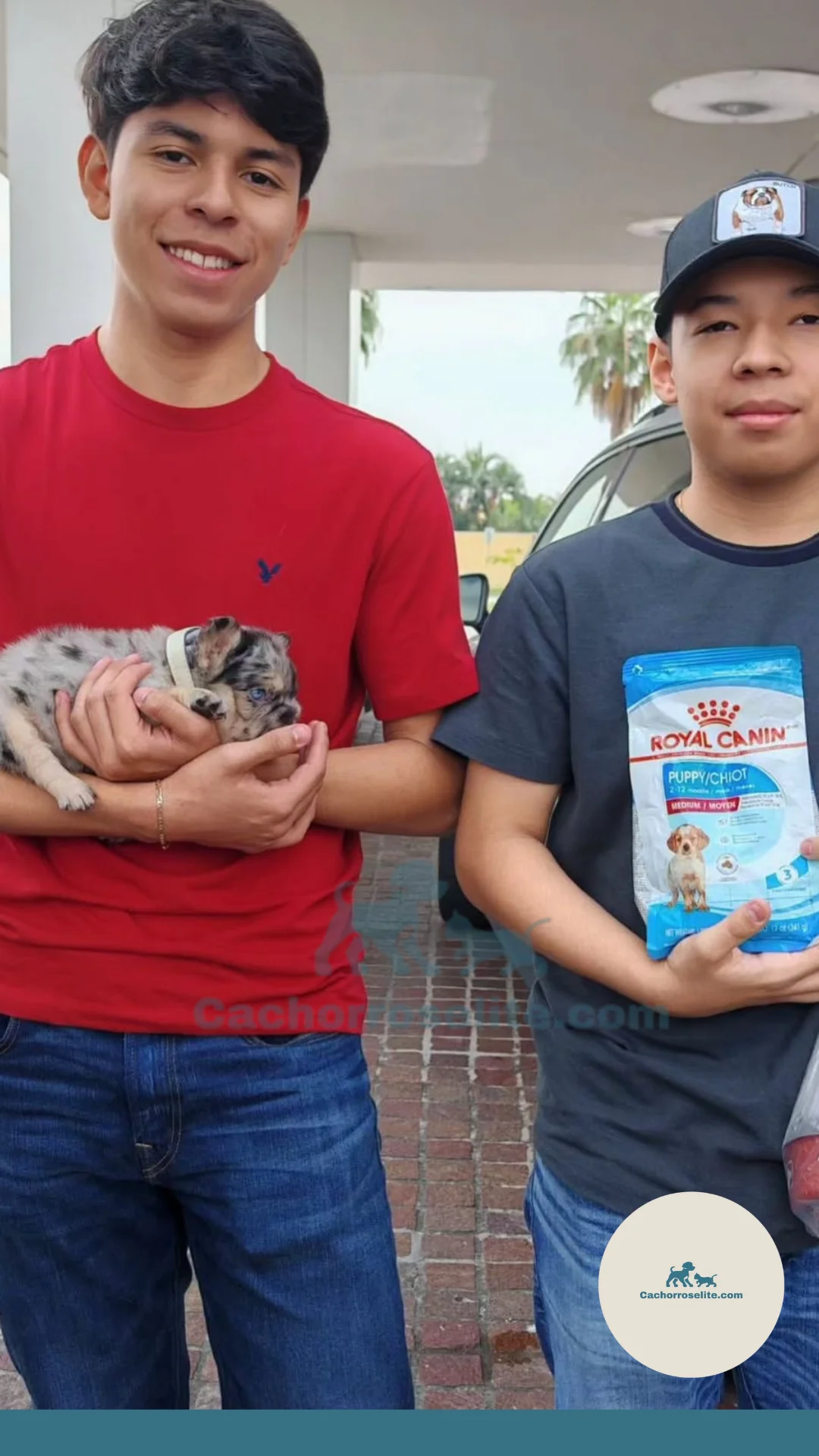 persona feliz con cachorro bulldog frances merle and tan Clientes felices cachorroselite