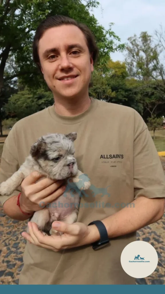 Entrega de un cachorro Bulldog Francés Big Rope Fluffy merle a su familia