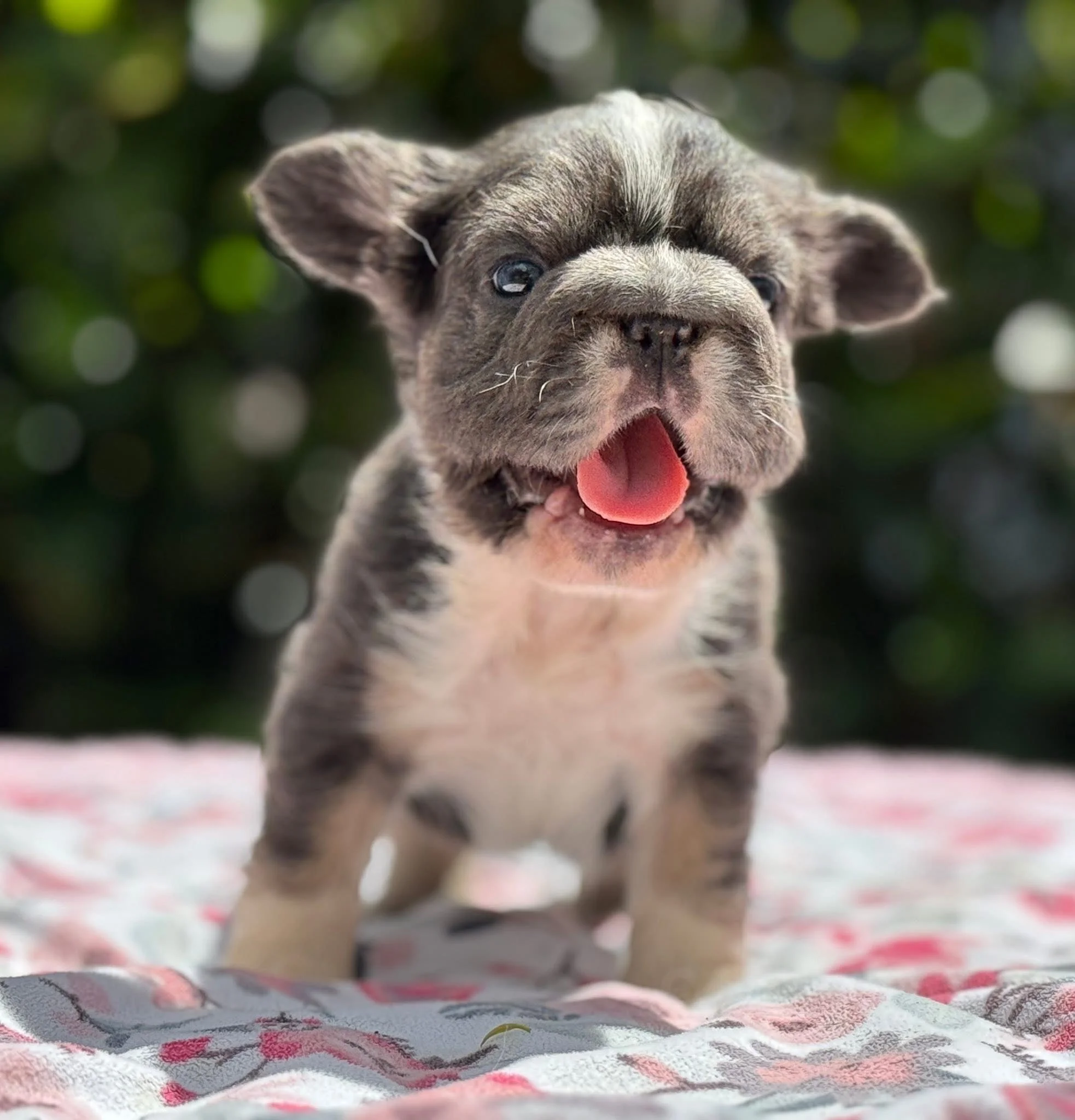Cachorro Bulldog Francés Fluffy Big Rope color blue and tan en venta