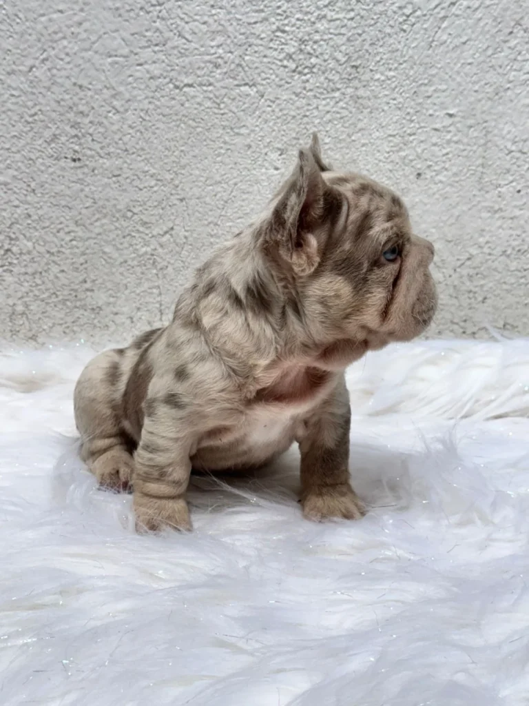 Bulldog Francés Big Rope merle de cachorro sentado