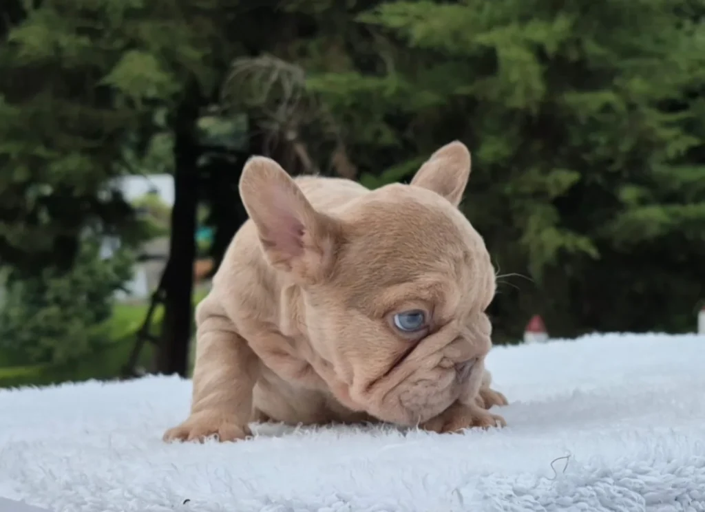 Bulldog Francés Big Rope lilac recostado al aire libre