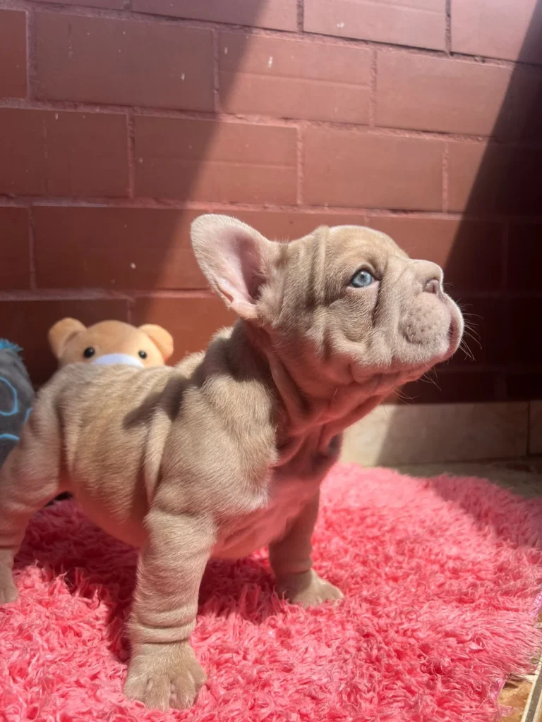 Cachorro Bulldog Francés Big Rope sobre un cojín rosado