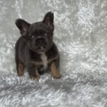 Bulldog Francés Fluffy