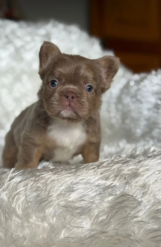 Perro cachorro bulldog frances fluffy pelo largo