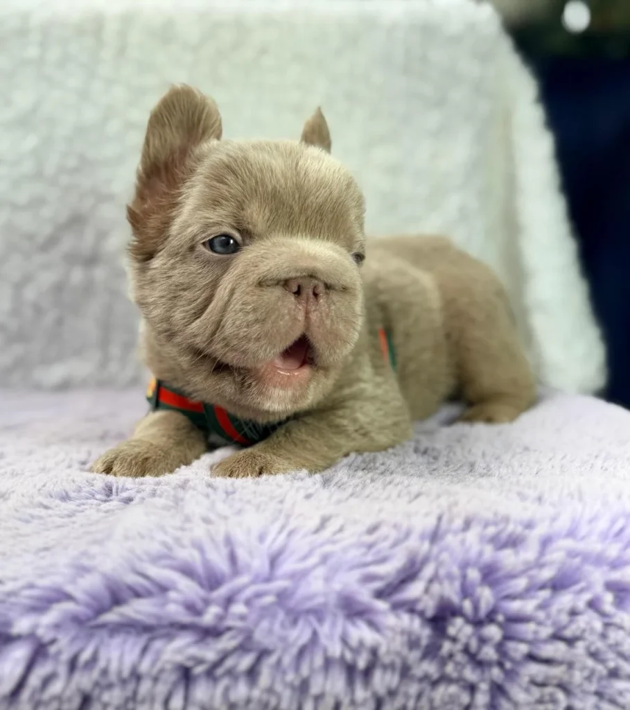 Cachorro Bulldog Francés Big Rope Fluffy isabella