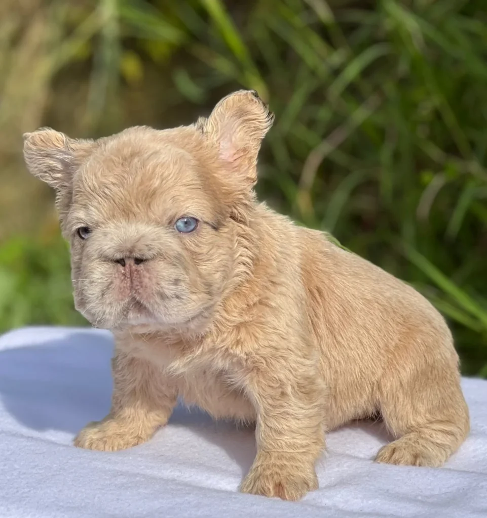 Cachorro Bulldog Francés Big Rope Fluffy isabella de pelo largo