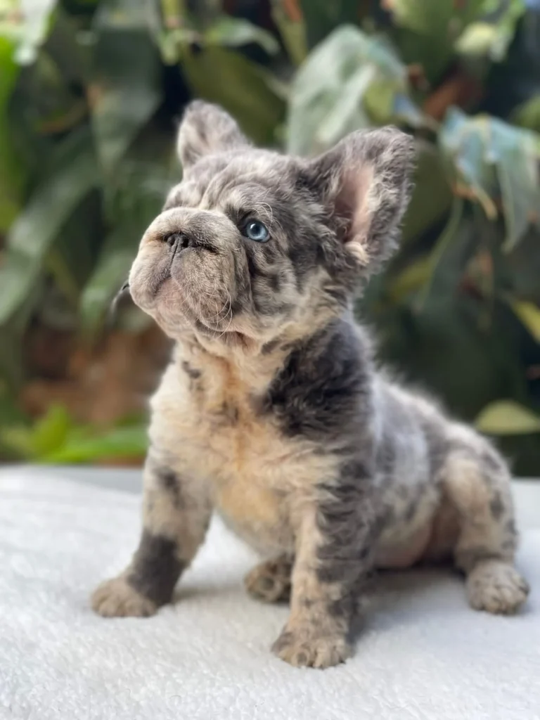 Cachorro Bulldog Francés Big Rope Fluffy blue merle and tan