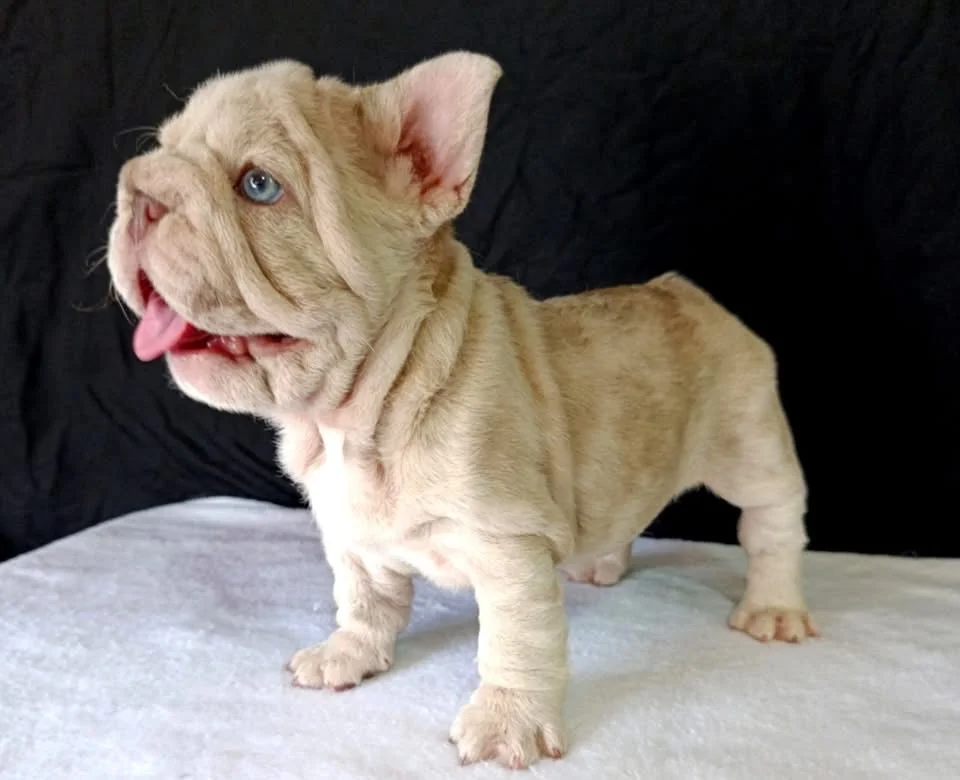 Cachorro Bulldog Francés Big Rope de pie con fondo negro