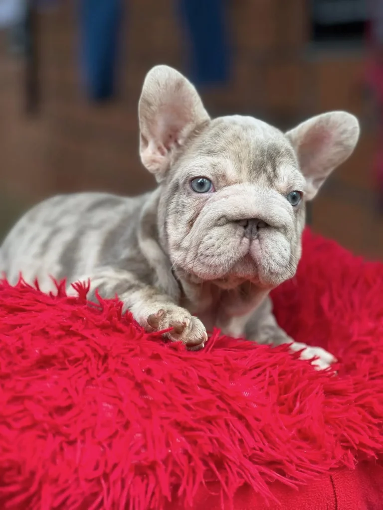 Bulldog Francés Big Rope merle sobre una manta roja