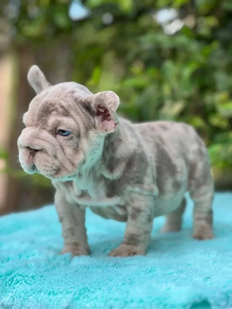 Cachorro Bulldog Francés Big Rope merle de pie