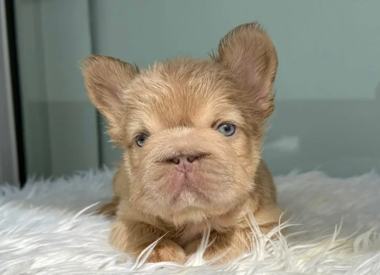 Cachorro Bulldog Francés Big Rope Fluffy new shade de pelo largo