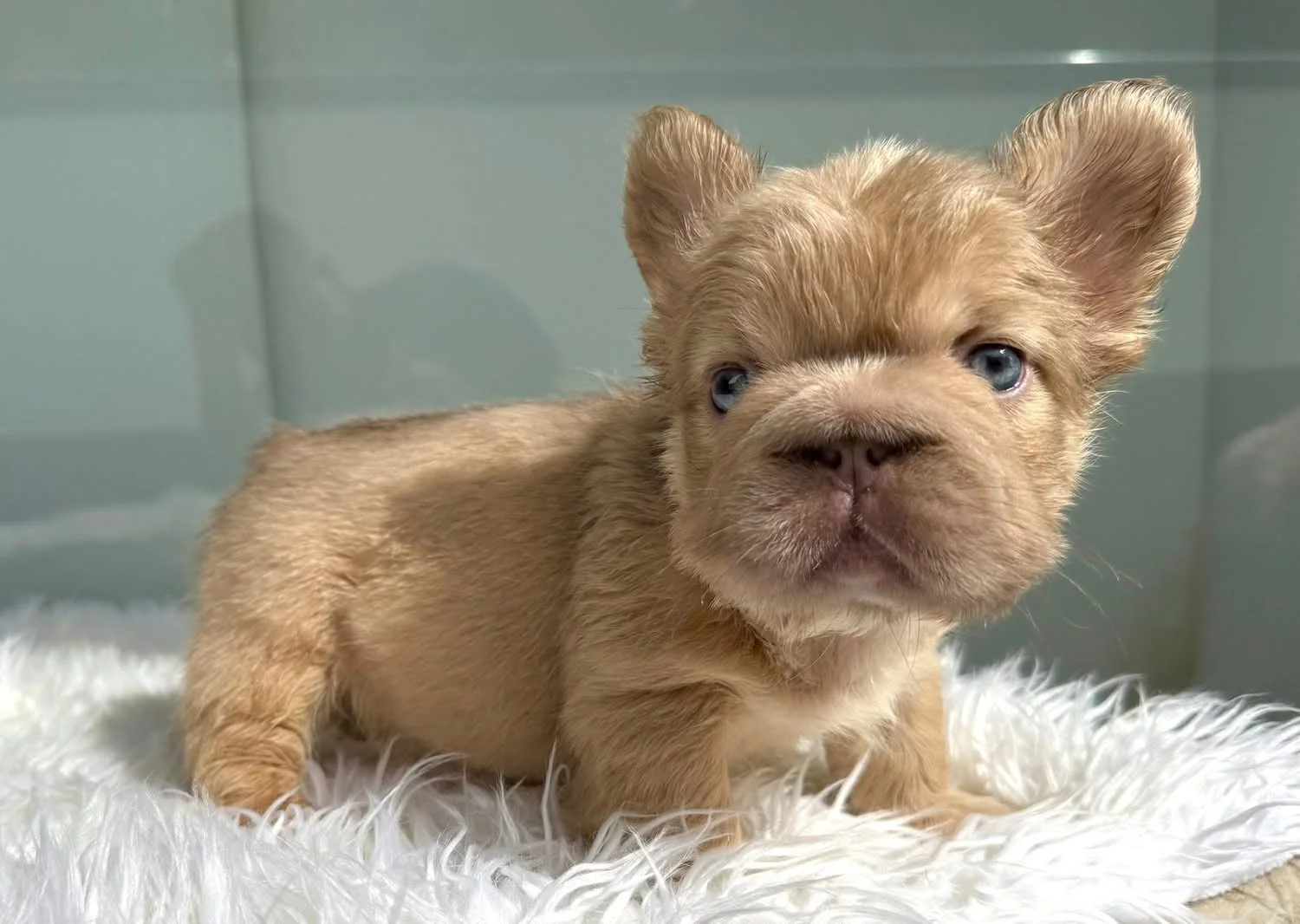 Cachorro Bulldog Francés Big Rope Fluffy new shade