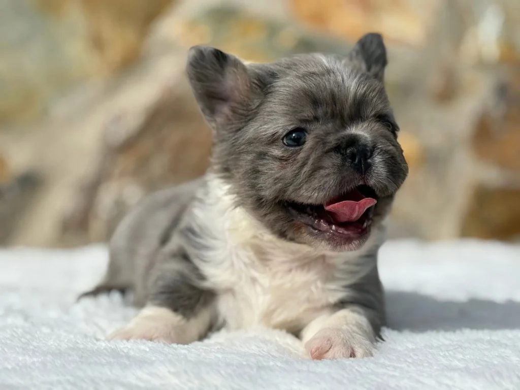 Bulldog Frances Fluffy color pied blue