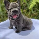 Bulldog Francés Fluffy Big Rope