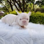 Bulldog Francés Big Rope Pink