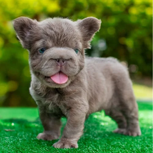 Cachorro Bulldog Francés big rope fluffy lilac