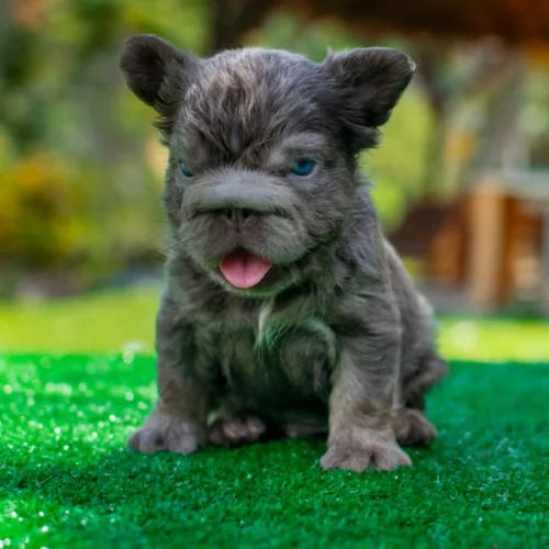 Cachorro Bulldog Francés big rope fluffy blue
