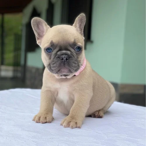 Cachorro Bulldog Francés fawn