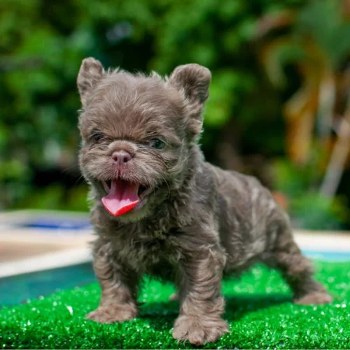 Cachorro Bulldog Francés floodle