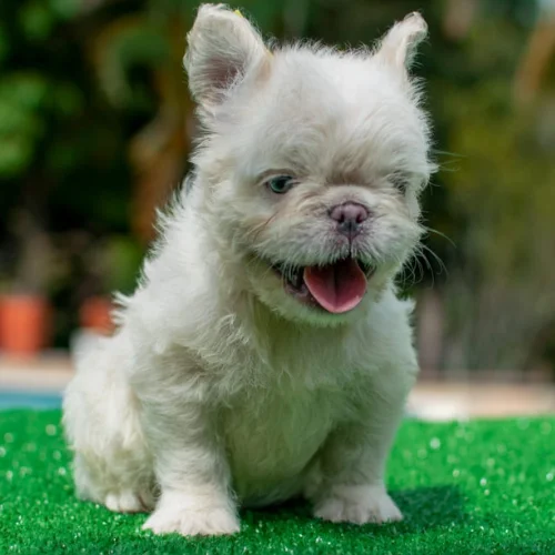 Cachorro Bulldog Francés floodle platinum