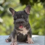 Bulldog Francés Big Rope Blue and Tan