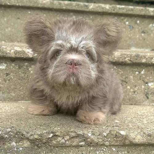 perro cachorro Bulldog Francés floodle en venta