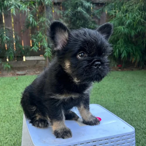 perro cachorro Bulldog Francés floodle color black and tan en venta